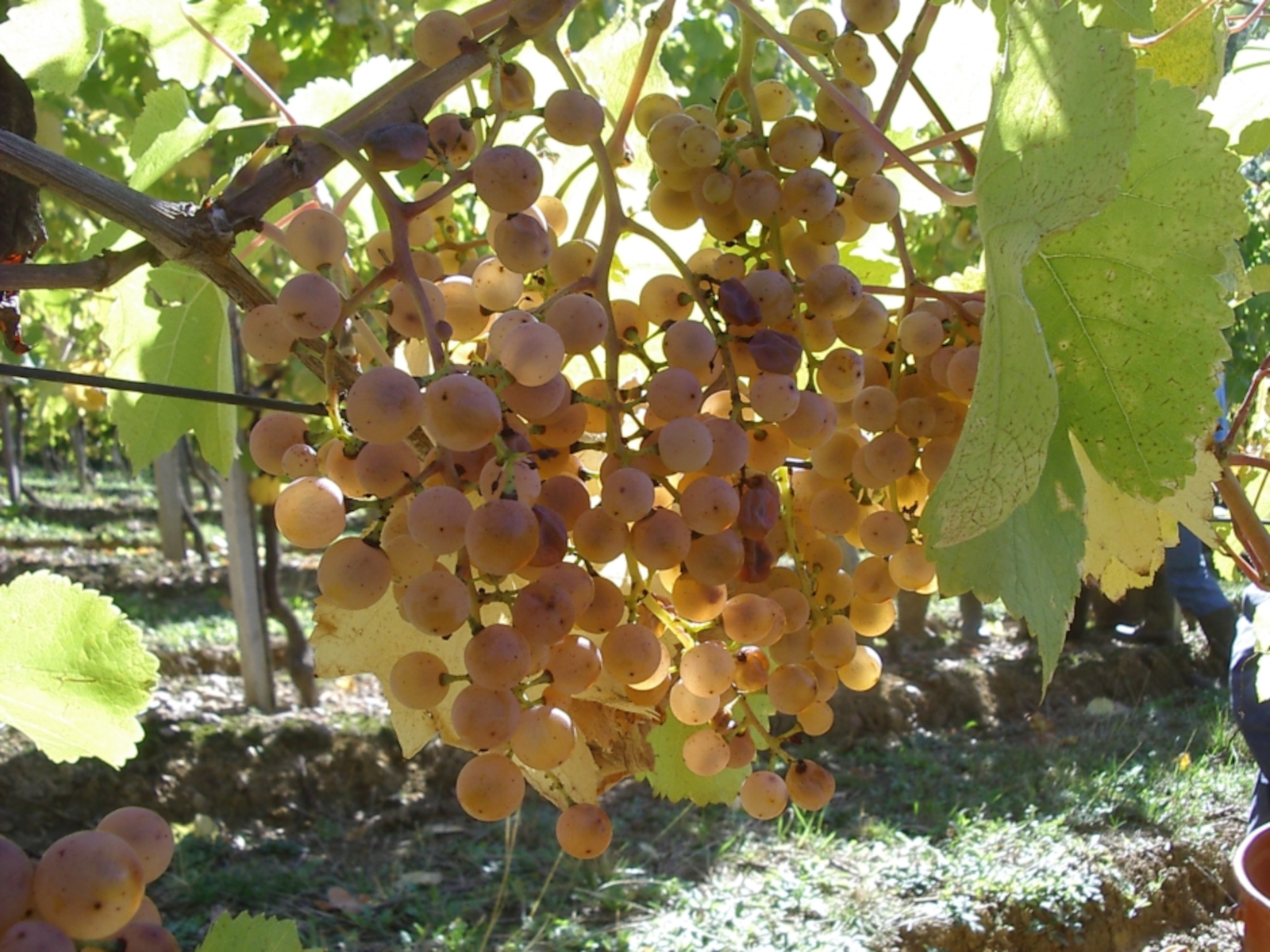 petit-manseng.jpg