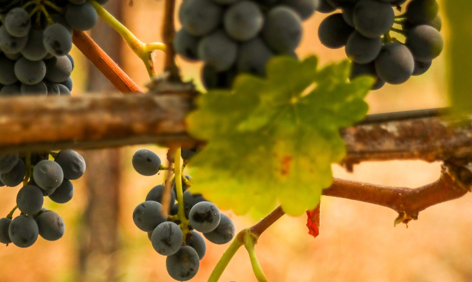 syrah.jpg